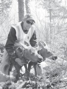 The Minnesota Department of Natural Resources moose calf mortality study last spring captured and fitted 49 young moose with expandable collars. The calves, like this set of twins, were at least 36 hours old, however scientists now wonder if that was too young. The death of 11 calves is attributed to the trauma of being collared. Should the study be funded next spring, researchers are contemplating waiting longer before capturing and collaring the calves. There are only nine moose calves still alive in the monitoring group.