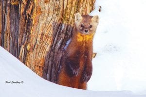 Although they can be pests, pine martens are very photogenic. This fellow visited the Pike Lake yard of Grand Marais photographer Paul Sundberg on Christmas day.