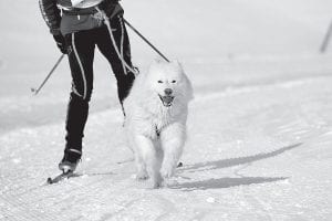 Time to get yourself—and your dog—in shape! Go Dog North Shore invites community members to come skijoring in the “Best in Snow Skijor Race” at George Washington Pines Ski Trail on Saturday, March 1, 2014.