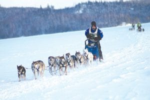 The Gichigami Express Sled Dog Race on January 4 - 6, 2014 may go in the record books as one of the coldest sled dog races held in Minnesota. Mushers and dogs not only survived the cold temperatures, many of them seemed to enjoy it. The winner of the inaugural Gichigami Express last year, Ross Fraboni, is pictured here coming in to the finish of the first stage of the three-day race at Hungry Jack Resort on Saturday.