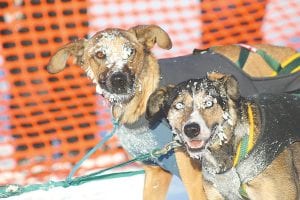 After running 62 miles, these frozen pups were still pulling at the harness to go some more.