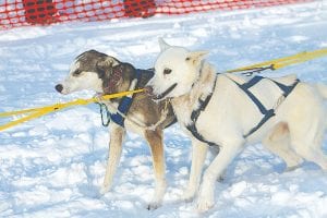 There is no shortage of snow on the trails for the 2014 John Beargrease Sled Dog Marathon, to be held January 26 – 29. There are several great spots to see the sled dogs in Cook County.