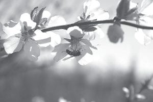 The Minnesota Department of Agriculture is trying to determine why there has been a decline in the pollinator population.