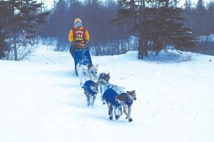 The 2014 John Beargrease Sled Dog Marathon—the 30th running of the race—was one of the coldest in many years. Mushers were challenged by the bitter cold and high winds, but the dogs ran well on the trail, which was alternatively hard-packed ice and deep snow banks. Mushers said at times it was hard to even see the trail through blowing snow. Ross Fraboni of 10 Squared Racing, the winner of the mid-distance race approaches the John Beargrease finish line in Tofte on Monday, January 27.