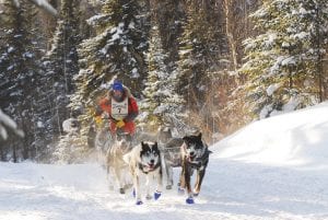 Following the spirit of John Beargrease, Nathan Schroeder of Chisholm, the winner of the 30th running of the John Beargrease Sled Dog Marathon, and his huskies travel a solitary stretch of trail. Iditarod-bound Schroeder has won the race three times. See more Beargrease action on page A3.