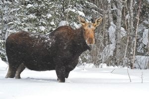 Those of us who live in the Northland never tire of seeing moose. Grand Marais photographer Kathy Gray Anderson spotted this cow near Devil Track Lake several times last week. Other Devil Track Lake area residents have seen the cow with a calf—an added treat. The Minnesota Department of Natural Resources has resumed its moose monitoring program and cows like this may become part of the study.