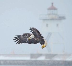 David R. Johnson of Grand Marais is among the winners in the Lake Superior Magazine’s 19th annual Lake Superior Photo Contest, with his wonderful image of an eagle soaring through the blustering snow over the Grand Marais harbor. Johnson won honorable mention in the “Nature” category in the contest that received more than 1,450 images.