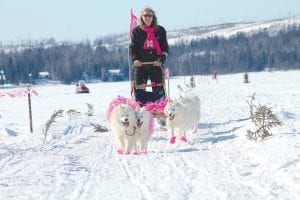 The 2014 Mush for a Cure on Saturday, March 8, was fun for dogs and mushers. Ricq Pattay of Diamond Drift Samoyeds was all smiles as he crossed the finish line on Gunflint Lake. Pattay’s beautiful white dogs were just some of the canines that donned pink in the fun run fundraiser to raise money to fight breast cancer. See more of the Mush for a Cure merriment on page A3.