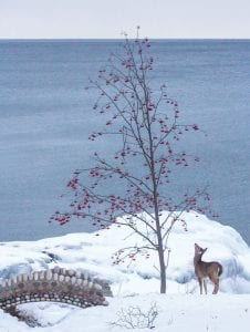 So near and yet so far. Finding little food within reach because of all the snow, this deer looks longingly at some lingering mountain ash berries. This lovely scene in the Tofte Town Park was captured recently by photographer Tom Spence.