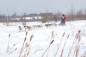 Mushers from Cook County did a lot of traveling to partake in their sport this winter. Frank Moe traveled to Wyoming for the Pedigree International Dog Sled Race and also enjoyed the WolfTrack Classic in Ely. He is pictured here on the first leg of the 70-mile WolfTrack Classic. Moe took first in the close-to-home race.