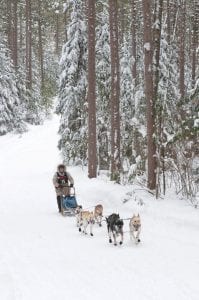 There has been plenty of snow this year for mushing! Mark Luttinen of Grand Marais enjoyed running a MoeTown Kennels team in the 30-mile WolfTrack Classic in Ely in February.