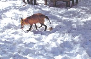 Jan and Rodney Johnson who enjoy feeding the fox that come to their deck were shocked when one of the neighborhood foxes appeared with mange. The fox, nicknamed Frosty, was brought back to health by the Johnsons who worked with a wildlife rehab group to get it antibiotics. The fox recovered, but not before losing his tail entirely.