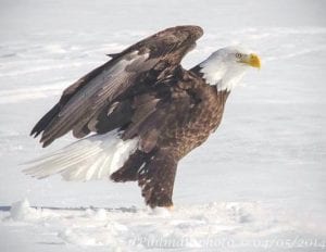 At his home on the Seagull River, Dewey Pihlman has frequent visits from wildlife. However, while fishing recently, he had an amazing encounter with a bald eagle. This magnificent bird landed just 30 feet from where Pihlman was sitting. “This really made my day,” he said.