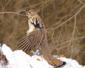 The echo of muffled feathers beating in the forest tells us it’s spring! Photographer David Brislance noted that unfortunately the ruffed grouse still can’t find their “drumming logs,