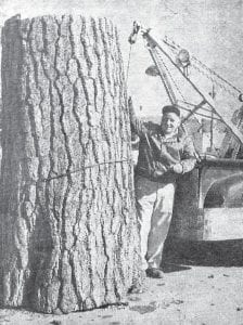 In May 1957, this big log was part of Cook County’s tourism efforts. The caption notes: A few weeks ago, Alton Olsen, in charge of the “big tree project” set the tree in place on the concrete slab on the harbor front. There is a difference of opinion on just what is the best position for the tree to do the most good. Several of the Chamber of Commerce directors favor having the log laid down with a plaque attached telling its size and other interesting facts about it for a tourist attraction. The job to make the decision is now left to the park department.