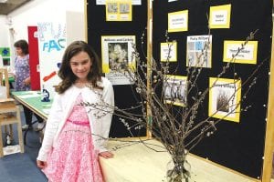 The Sawtooth Mountain Elementary School Project Fair on Thursday, May 15 had many interesting displays and inventions. Amy Carpenter shared some interesting information about a springtime favorite, pussy willows.