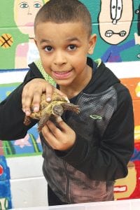 Above left: Miles Heags brought his pet Greek tortoise, Sparky, to the project fair, along with some interesting information about the tortoise’s habitat and life span. Above right: Cole Martinson had a blast sharing his project, a volcano that erupted.