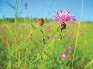 The community is invited to join the Cook County Invasives Team on a series of hikes to look at native and non-native plants—like this spotted knapweed—this summer.