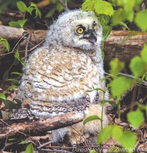 Local photographer David R. Johnson dosed himself up with bug spray and took a hike recently. He was rewarded by the sight of this young owl, which he thought was a barred owl. A birding friend corrected him, stating that the barred owl has black eyes. It is believed this owlet is a great horned owl.