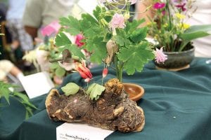 Upper left: Emma Bradley’s display was Hummingbirds and Columbine. Lower left: This arrangement by Linda Quick includes a charming felt bird by Elise Kyllo. Above: Marilee Mielke used a birch log to display her lovely bird’s nest arrangement.