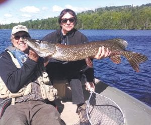 Mary and Dave North of Lutsen took their friend Lloyd Gilbertson fishing at a Cook County lake recently. Mary thought she had snagged a log and asked Gilbertson to get her lure off of the bottom. He handed the pole back and said, “I think you have a fish.” It turned out to be this huge 45-inch northern pike!