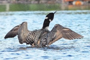 One of the best things about summer in the Northland is the sight and sound of our state bird on area lakes. Kathy Gray Anderson has been watching a family of loons near her home on Devil Track Lake and her beautiful photos of the common loon are anything but common.