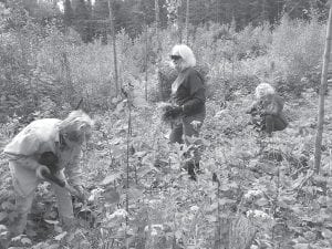 There was a nice turnout for a workday at the “Wildflower Sanctuary” on Devil Track River, near Hedstrom Lumber Company on Sunday, August 16. Six people came out to weed and trim and work on paths through the wildflowers. Bob Vornbrock, Maxene Linehan, Jim and Rebecca Wiinanen and Chris and Anne Hegg took part in beautifying the wildflower beds originally created by the Grand Marais Garden Club. Another workday will be held Sunday, Sept. 21 at 10 a.m.