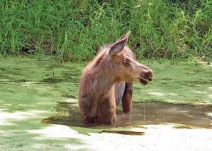 Although everyone would prefer to see moose in their natural habitat, these moose calves appear to be thriving at the Minnesota Zoo. Six calves that were abandoned by their mothers were transported there by the Minnesota Department of Natural Resources (DNR) this summer.