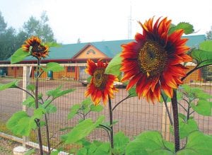 The mortgage for the WTIP North Shore Community Radio building—with community garden sunflowers in the foreground—has been paid in full. WTIP’s Executive Director Deb Benedict said this will enable the radio station to devote all of its funds on programming, services, and equipment maintenance.