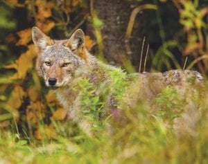 Living in communities surrounded by forest, there are many opportunities to see wildlife. Often animals go quietly unseen, but this coyote was spotted by local photographer David Johnson on October 7. The healthy looking aniMayoral mal was in the woods near 11th Avenue West in Grand Marais.