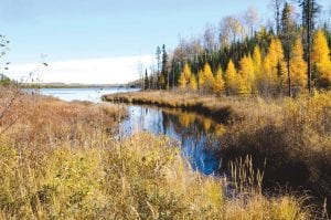 There is an abundance of tamarack trees in the Hovland area. The trees get their name from the Algonquian language— tamarack means “wood used for snowshoes.” Sandy Updyke of Hovland took this photo of a stand of the deciduous trees in their golden glory this week.