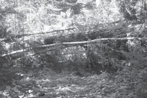 It is hoped that “Many hands make light work” on the Banadad Trail Association work day on Saturday, October 25. Winds have downed about nine large trees—and because this section of the Banadad trail is within the Boundary Waters Canoe Area Wilderness, only hand tools may be used for the work.