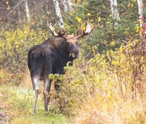 While Grand Marais was busy with all sorts of moose-themed activities during the 2014 Moose Madness Festival, this impressive bull moose was spotted by Tom Spence in Tofte on Sunday, October 19.