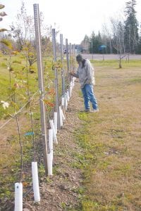 Ray Block checks out apple trees he planted at Stan Bautch’s property located about a half mile east of Grand Marais. Future plans are to add more rows to make a better fire barrier at the site. Block is on a mission to introduce healthy organic apple orchards to the area that can offer fire suppression as well as bring potential income to growers.