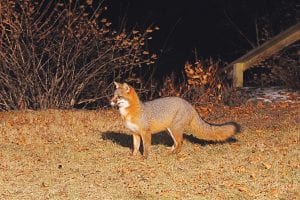 A gray fox on Cascade Beach Road in Lutsen is preparing for winter, looking for handouts at cabins. Paul and Jen Wicklund enjoyed watching this fox dine on some bird seed they had scattered on the lawn.