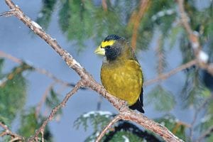 This evening grosbeak is one of the many bird species that will no doubt be included in this year’s annual Audubon Christmas Bird Count, which takes place on Saturday, Dec. 20. Participants can be novice to professional and need only a guidebook, binoculars, a scope for lake birding, warm clothes and boots, and a log book to chart their observations. For more information contact Jeremy Ridlbauer at (218) 370-0733.