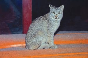 This “kitty” has been visiting a number of homes in the Devil Track Lake area lately. The bobcat was peering in the windows of Kathy Gray Anderson’s house at about 6:50 a.m. on November 24. She was able to get a photo before the cat sauntered off.