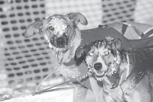 These bright-eyed, frozen-muzzled pups love to run. Look for dogs and mushers at a number of events through the winter in Cook County.