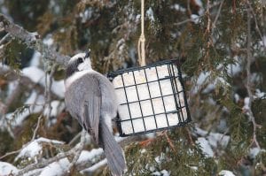 The 2014 Christmas Bird Count had plenty of counters—walking, driving and feeder-watching. Suet is a great draw for many bird species.