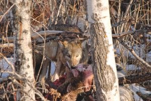 Timberwolves (gray wolves) seem to be healthy in Cook County despite the hunt sanctioned by the state of Minnesota for the last three years. DNR wildlife researchers estimate there are 2,423 wolves in Minnesota, up about 200 wolves over last year. The gray wolf population peaked at 3,020 in 2004. On December 19, 2015, U.S. District Court Judge Beryl Howell overturned a 2011 decision by the U.S. Fish and Wildlife Service to delist the gray wolf, a move that for the time being protects the wolf from being hunted in Michigan, Wisconsin and Minnesota.