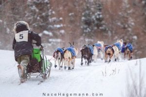 Leanne Bergen of Sioux Lookout, Ontario, gives a kick to help her team up a hill in the Gunflint Mail Run. Bergen was the top finisher in the January 3-4, 2015 Gunflint Mail Run. Twelve teams started the race and nine finished in the biting winter weather.