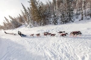 The Gunflint Mail Run, the first dog sled race in Minnesota in 2015, was held January 3-4 in subzero temperatures and high winds. Dog teams completed two 50-mile loops between Trail Center on Poplar Lake and Devil Track Lake. Gunflint Trail photographer Nace Hagemann captured this shot of musher Mike Hoff followed by Jennifer Freking. See more Gunflint Mail Run news on A3.