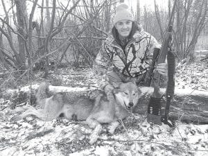 Bill Conrad of Circle Pines, Minnesota, a Grand Marais cabin owner, took the 17th wolf in the Northeast zone in the 2014 wolf hunt. The female, weighing 75 pounds, was killed on Sunday, November 9. Conrad has hunted on the North Shore his whole life and he won the Buck’s Hardware Big Buck Contest in 2008. He said his family has seen more wolves on game cameras and while hunting than ever before.