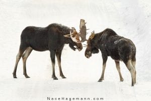 Northland residents get excited when they spot one moose. Grand Marais photographer Nace Hagemann had the experience of a lifetime on Sunday, January 11 when he spotted not one, but four bulls sparring for the attention of a cow. Hagemann watched the action for nearly an hour before the moose took the show farther into the woods.