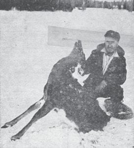 Wolves have been an on-again, off-again problem in Cook County over the decades. In February 1965, James Greco found this dead deer on the ice near his Poplar Lake home. The animal had its legs eaten off, evidently by wolves. Columnist Justine Kerfoot wrote in the same issue (Feb. 18, 1965), “The wolf population around Poplar Lake has greatly increased this winter due to the many deer in the area. Wolves were seen crossing the lake and heading into the woods around Carl Brandt’s cabins. He trapped one and they have stayed away for a while…but they will undoubtedly be back.”