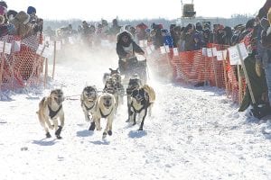 Cook County musher Odin Jorgenson taking off in a previous John Beargrease Sled Dog Marathon. The race will not be starting in Duluth this year, but instead in Two Harbors. The dog teams will be racing through Cook County though. Visit the John Beargrease Sled Dog Marathon website at www.beargrease.com to find out where to catch the action.