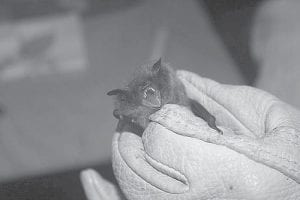 The U.S. Fish and Wildlife Service is proposing that the northern long-eared bat (Myotis septentrionalis) be named to the endangered species list. It is one of the species of bats impacted by a devastating disease killing bats, white-nose syndrome.