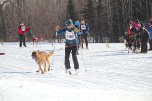 Above: Rachel Seim and her energetic pup Oulak won the 7K skijor race. Left: Tuuli Rova was one of the youths who enjoyed a 1.5K race using a unique style.