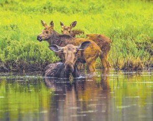 Frequent Cook County News-Herald contributor David R. Johnson of Grand Marais has been recognized for his wonderful photography—for this photo of a moose cow and calves specifically—by Lake Superior Magazine.