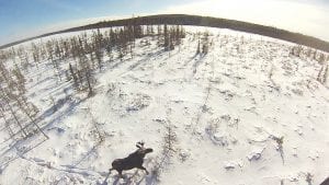 Each year since 1960, Minnesota Department of Natural Resource researchers have conducted an aerial moose count and estimated the number of moose in the state. Since 2006 the number has dropped from almost 9,000 moose to an estimated 3,450 in 2015. Why the moose are dying (and if there is anyway to save them) is a mystery that wildlife scientists are in a hurry to figure out before moose are gone from our northland landscape.